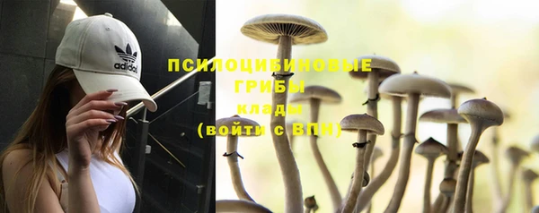 хмурый Аркадак